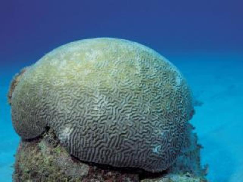 Giant Brain Coral