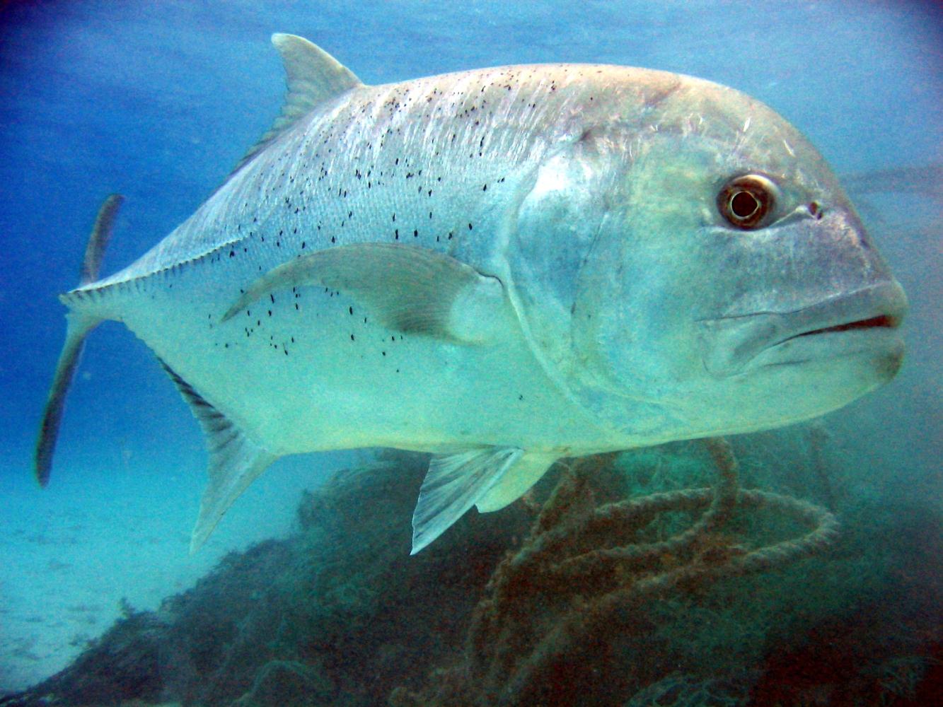 Giant Kingfish