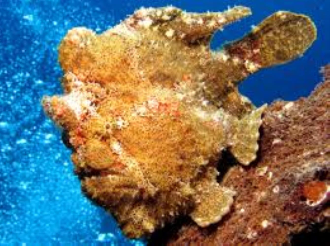 Giant/Commerson's Frogfish