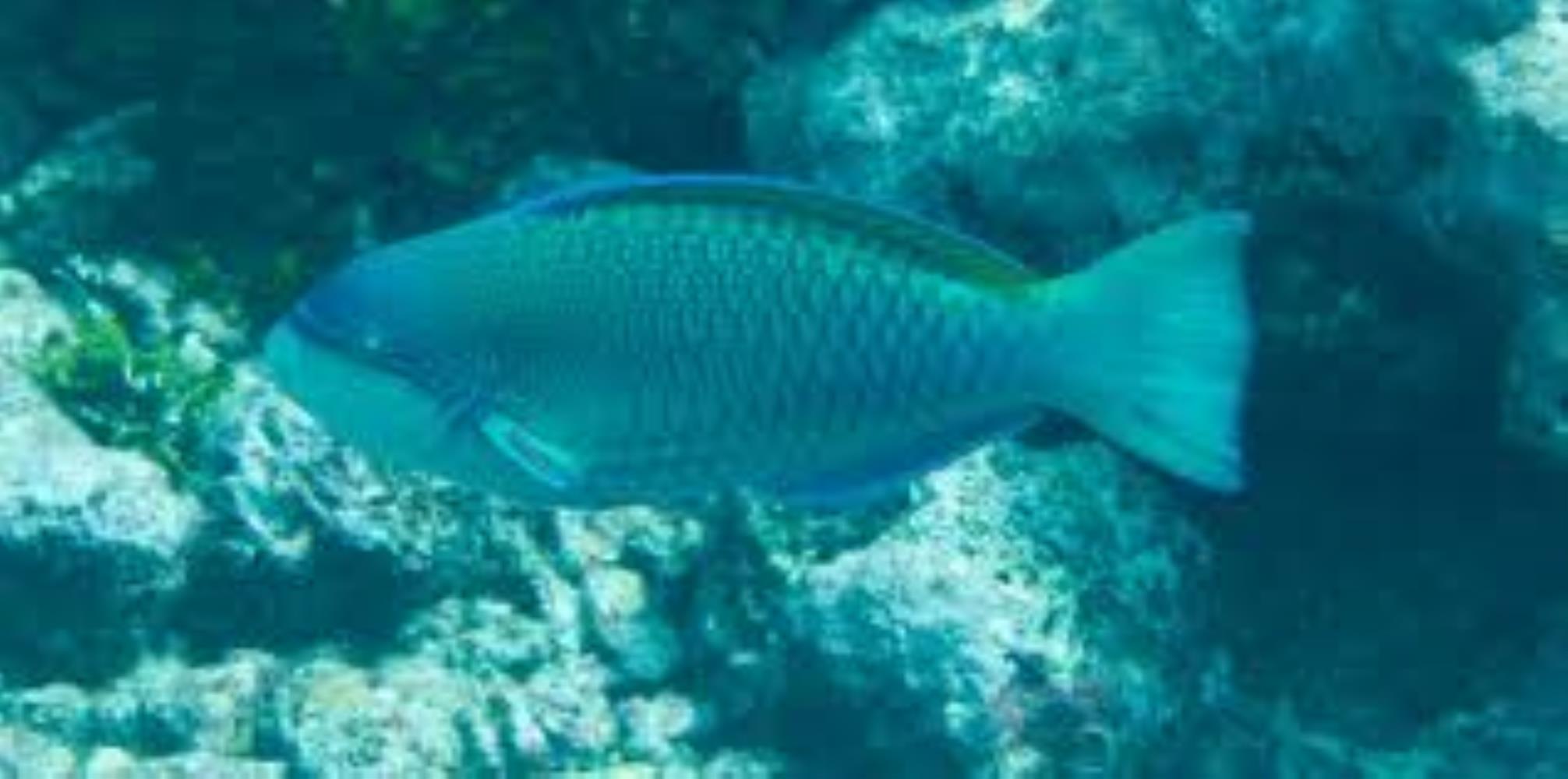 Globehead Parrotfish