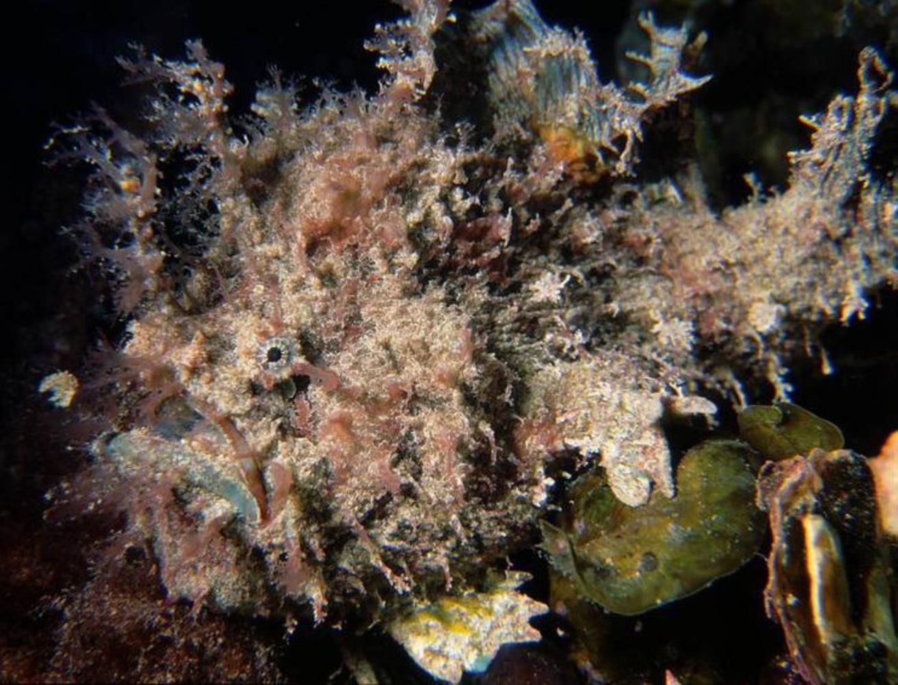 Glover's Frogfish