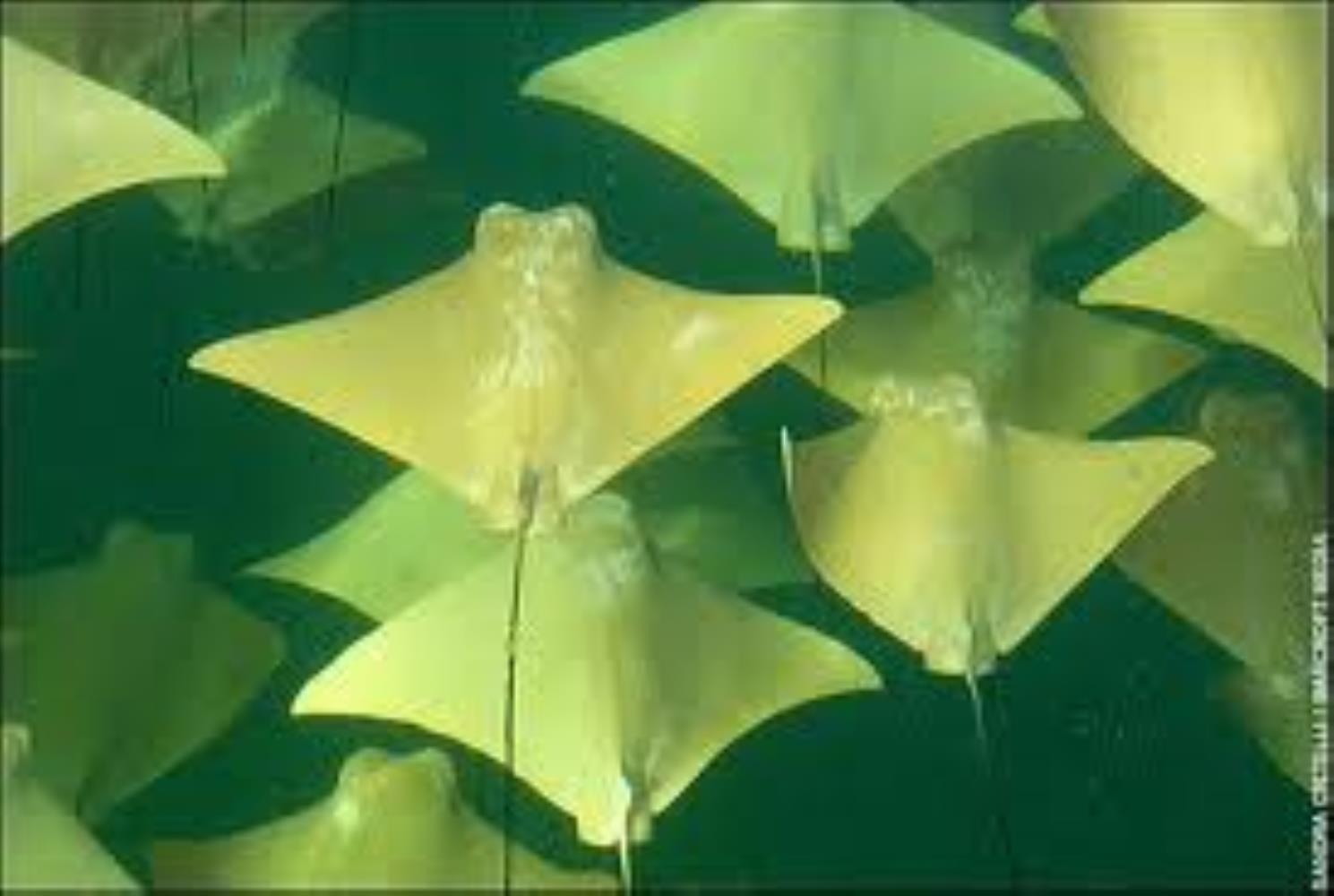 Golden Cownose Ray