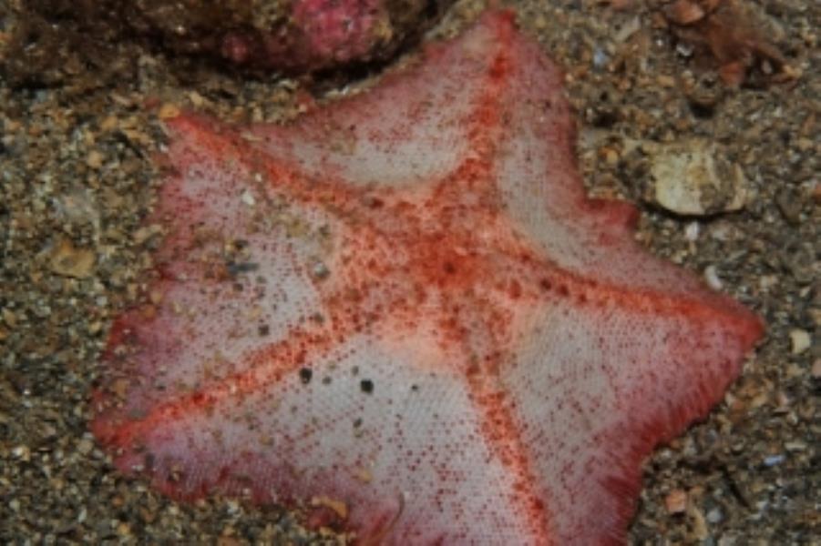 Goosefoot Starfish