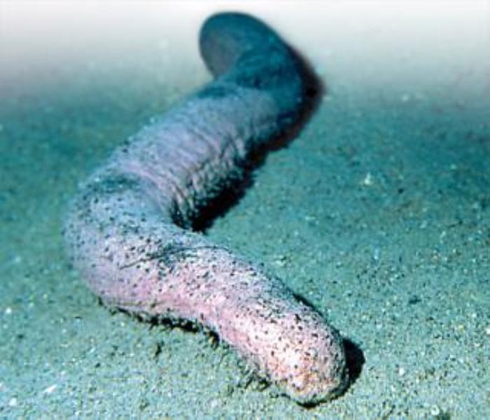 Graeffe's Sea Cucumber