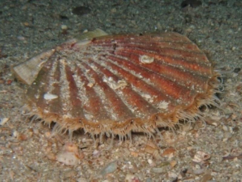 Great Scallop