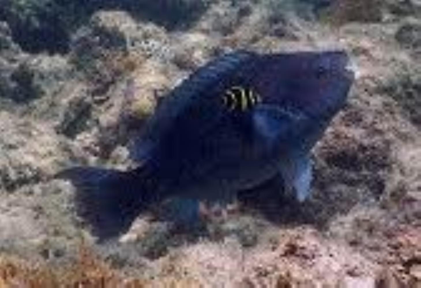 Greenback Parrotfish