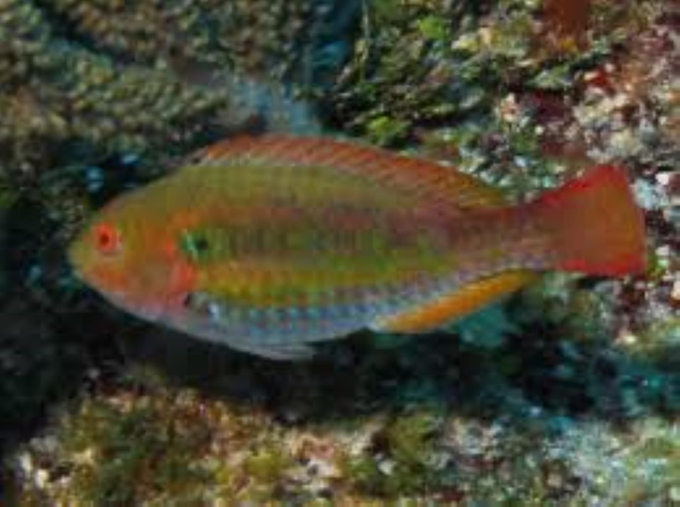 Greenblotch Parrotfish