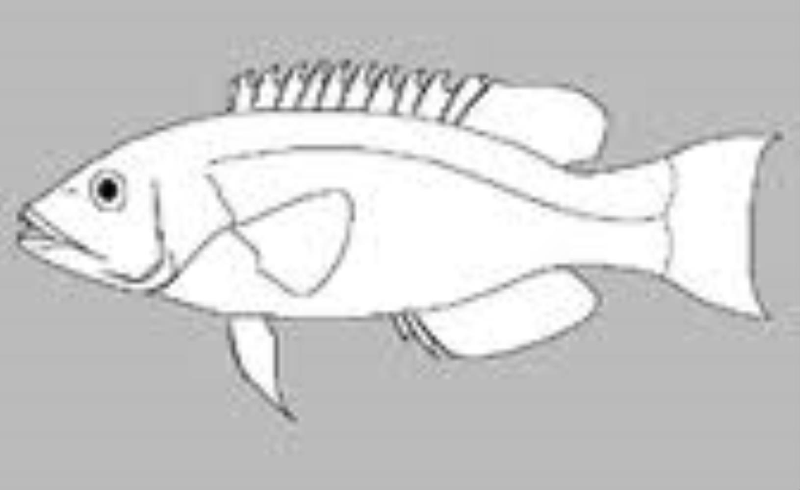 Griffith's Razorfish