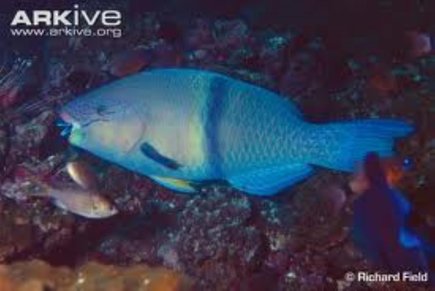 Gulf Parrotfish