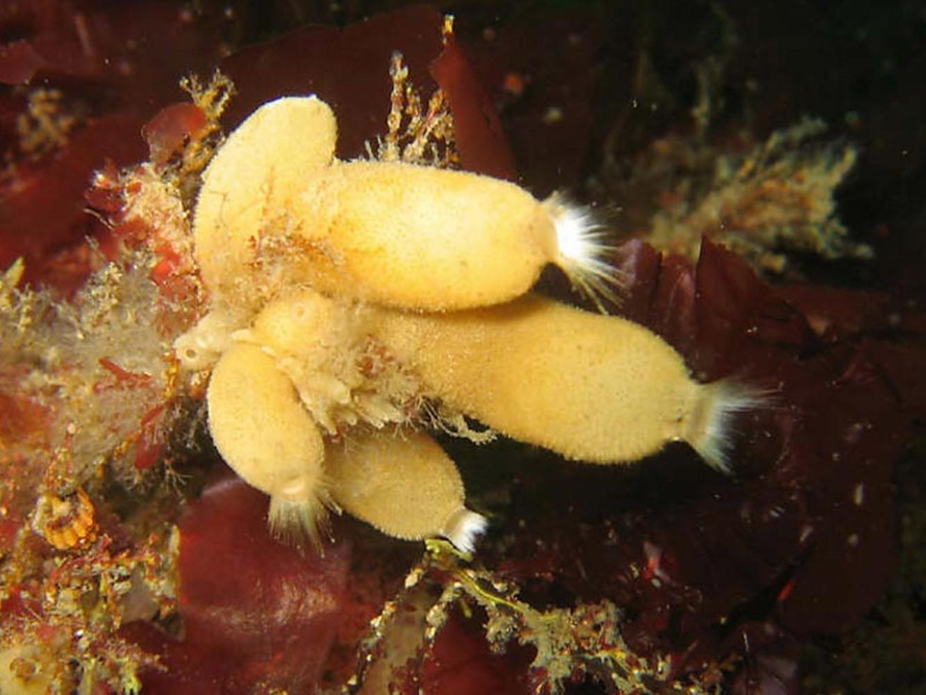 Hairy tube-sponges