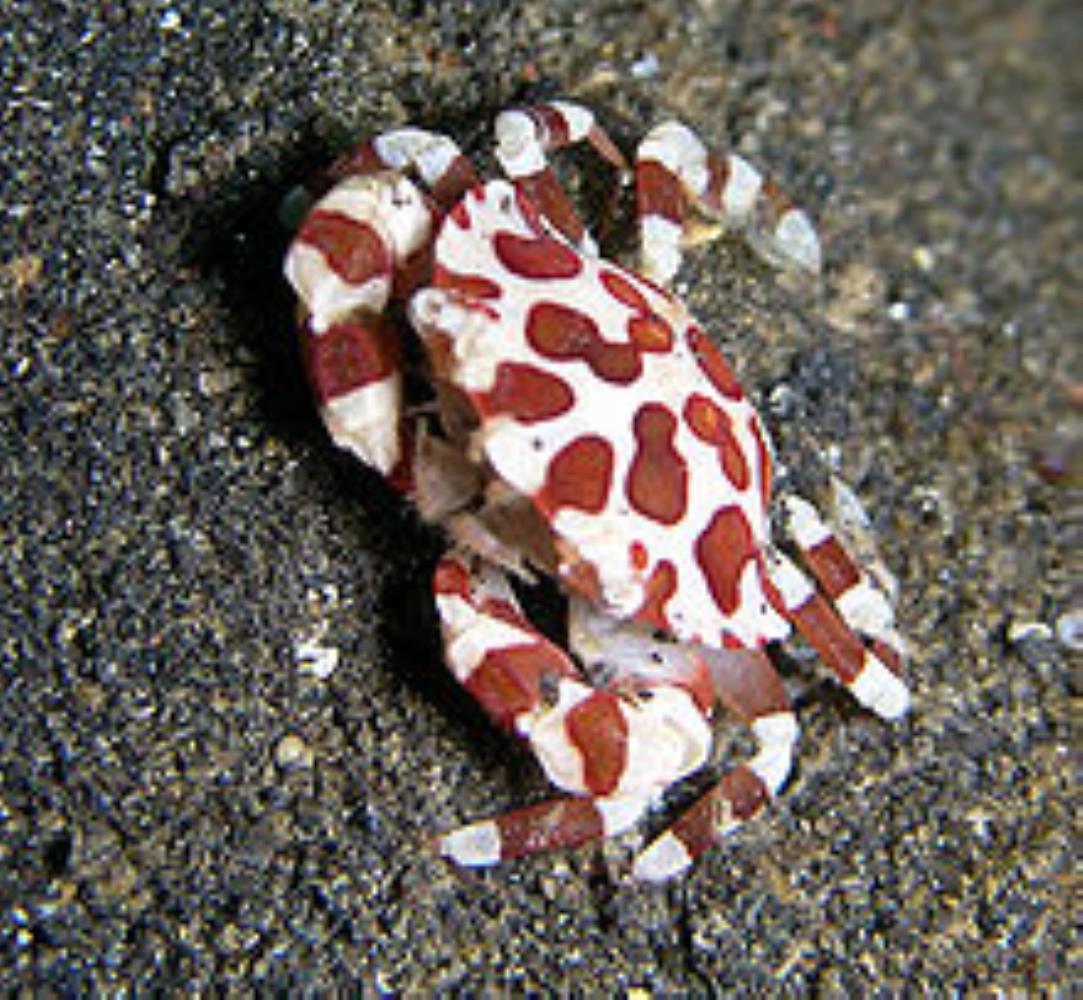 Harlequin Crab
