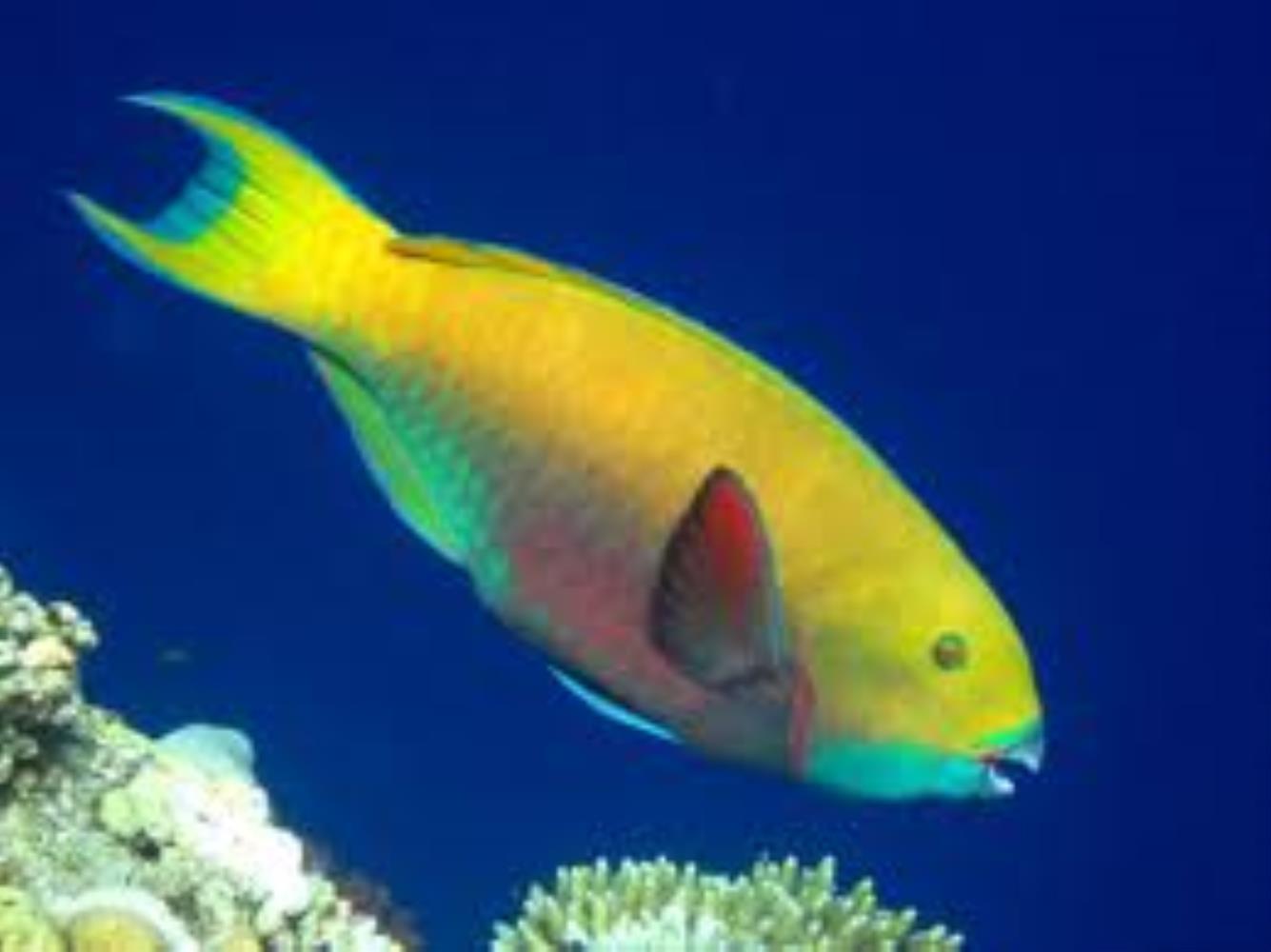 Heavybeak Parrotfish
