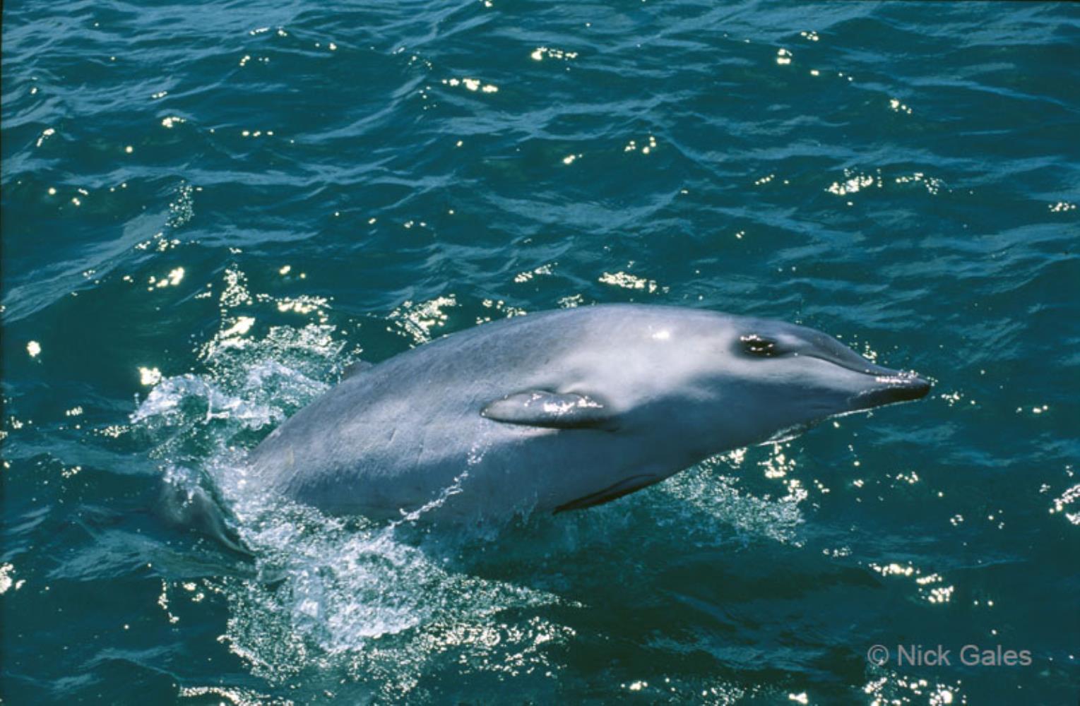 Hector's Beaked Whale