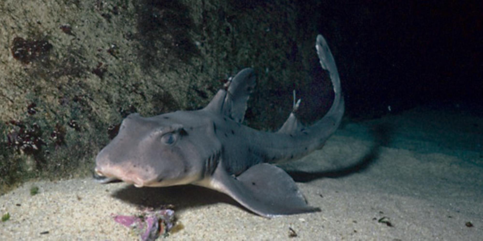 Horn shark