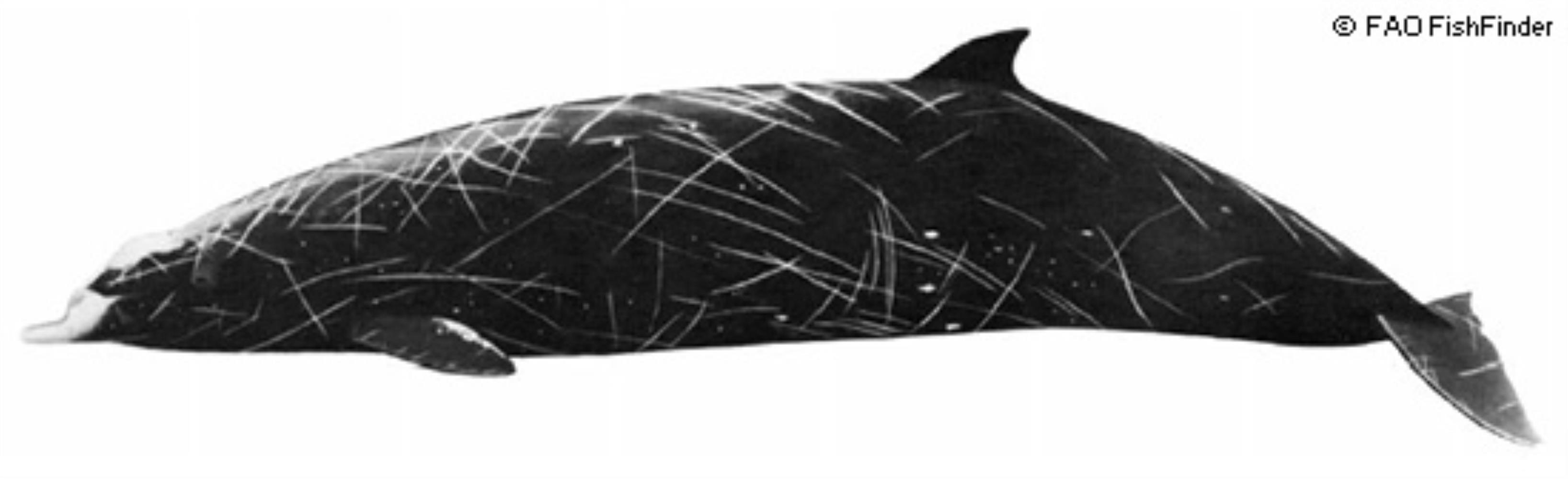 Hubb's beaked Whale