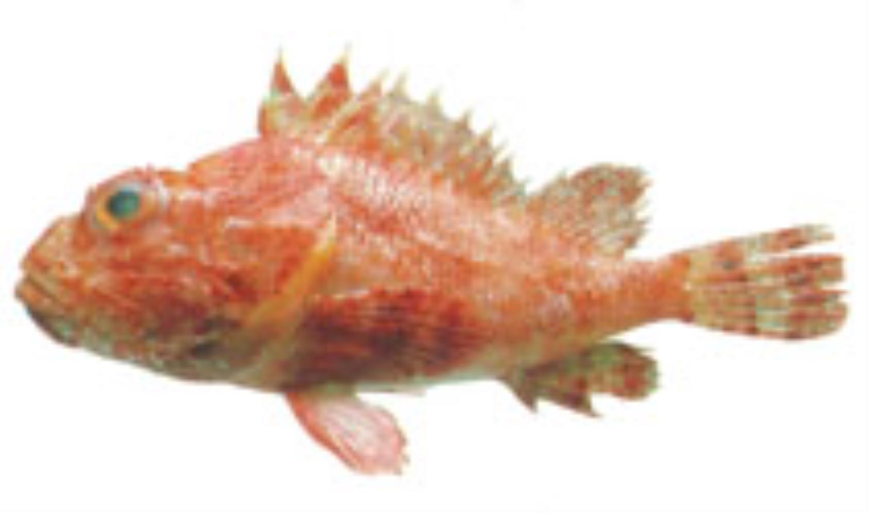 Hunchback scorpionfish