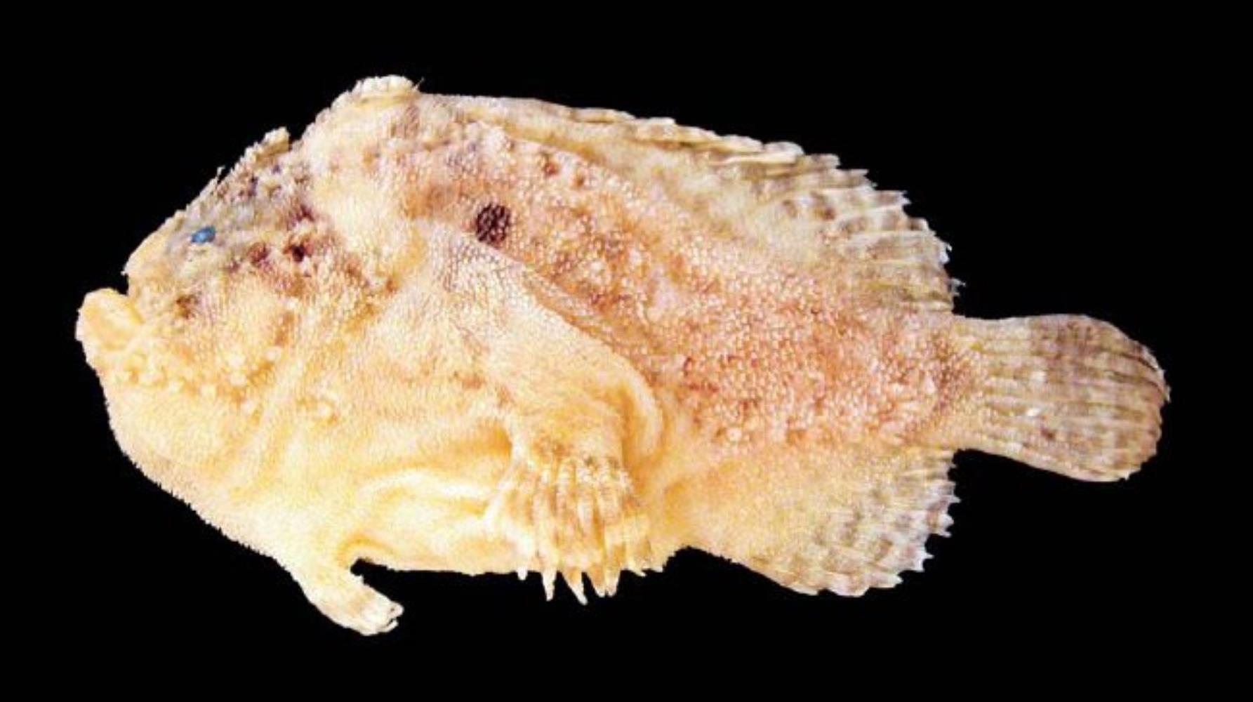 Hutchins' Anglerfish