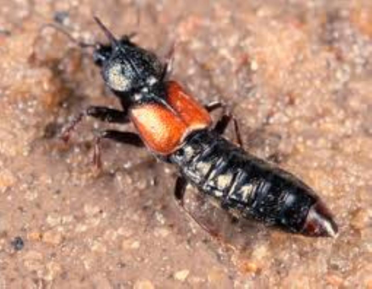 Intertidal Rove Beetle
