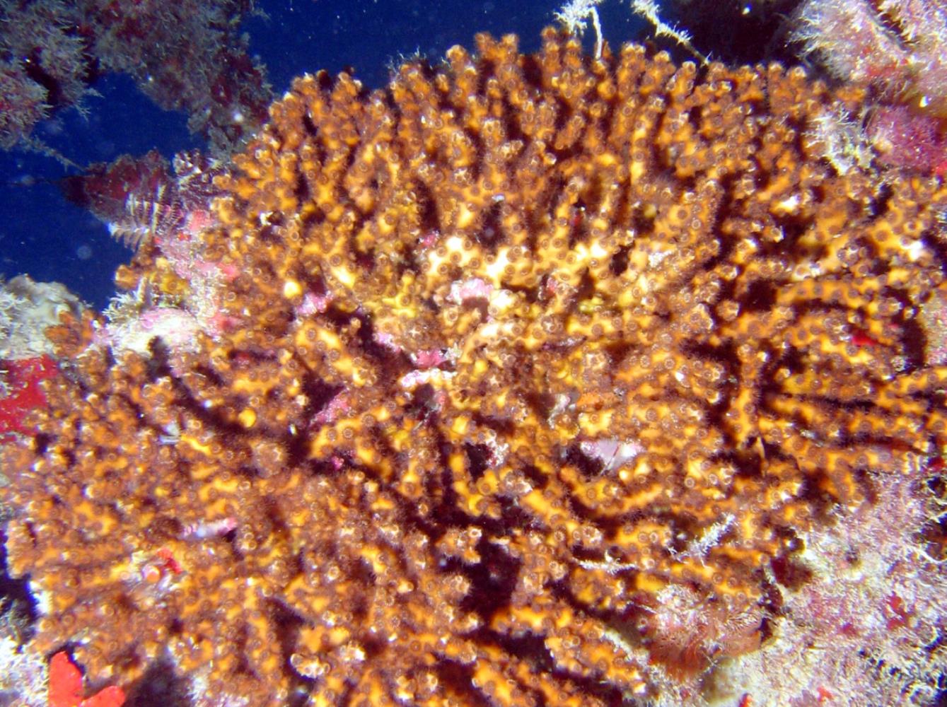 Ivory bush coral