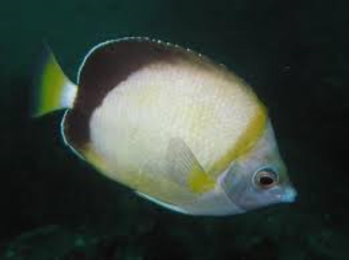 Japanese Butteflyfish
