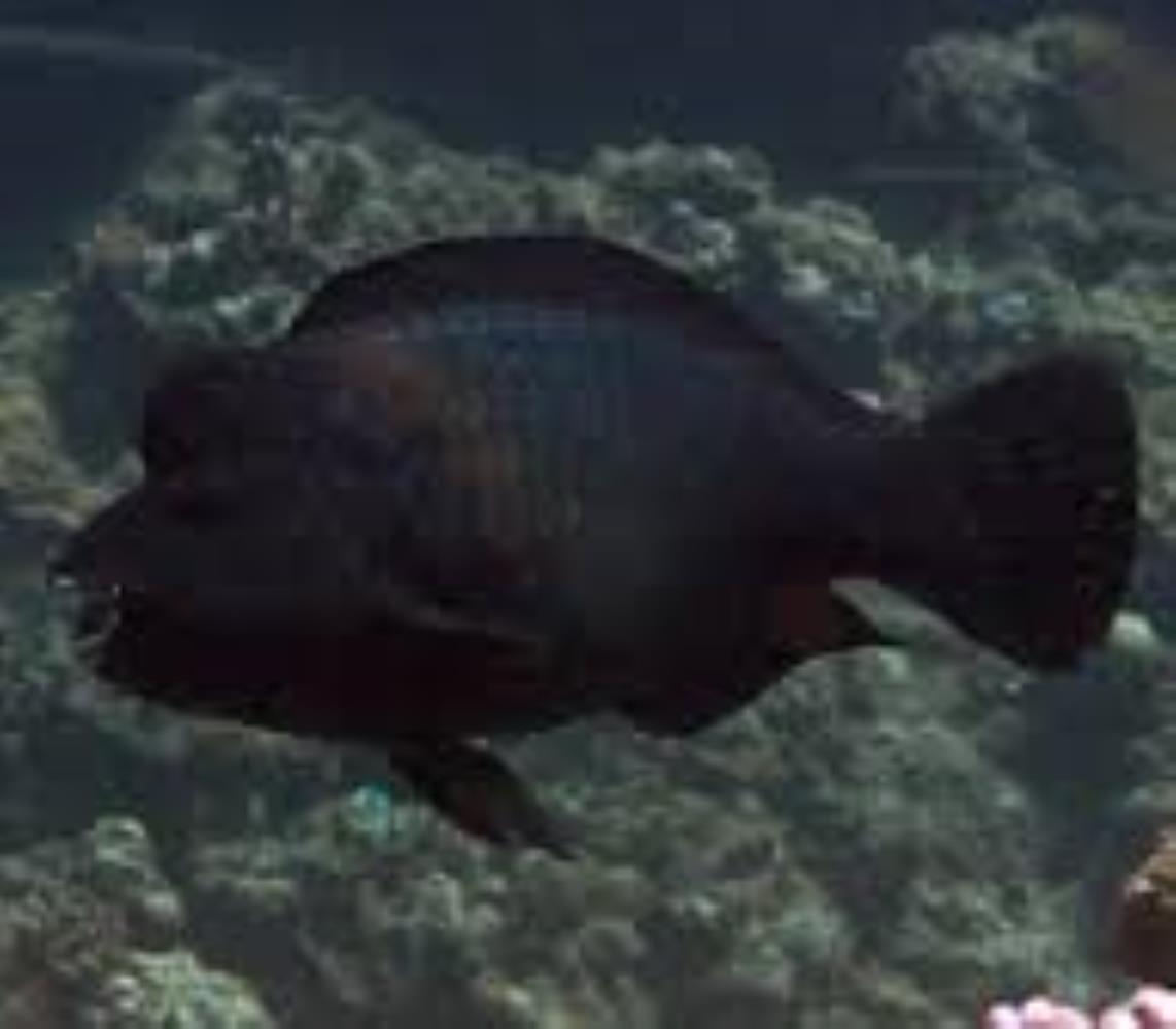 Knothead/ Bumphead Parrotfish