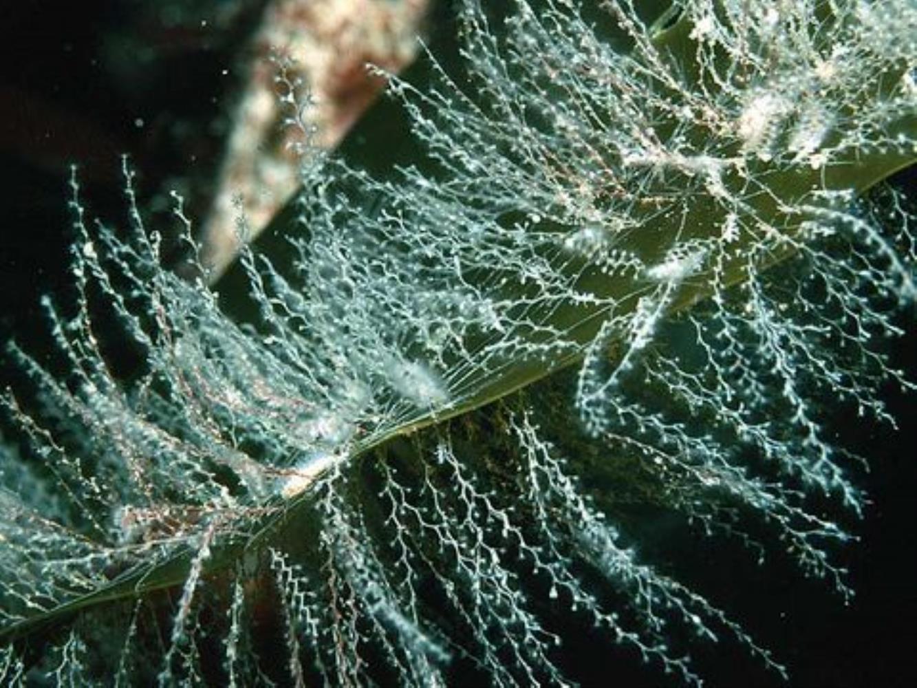 Knotted Thread Hydroid