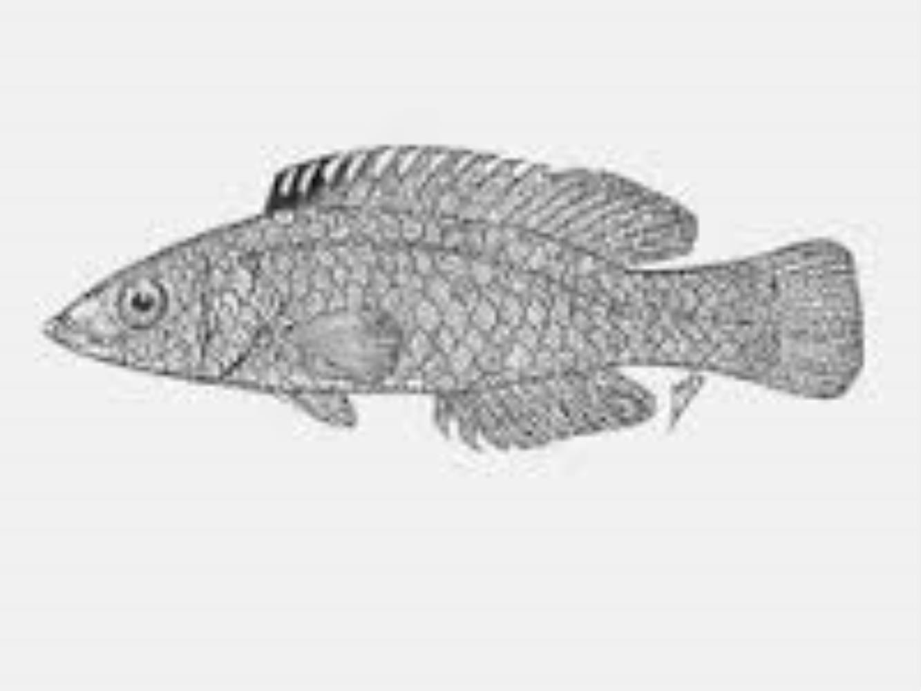 Largescale Wrasse