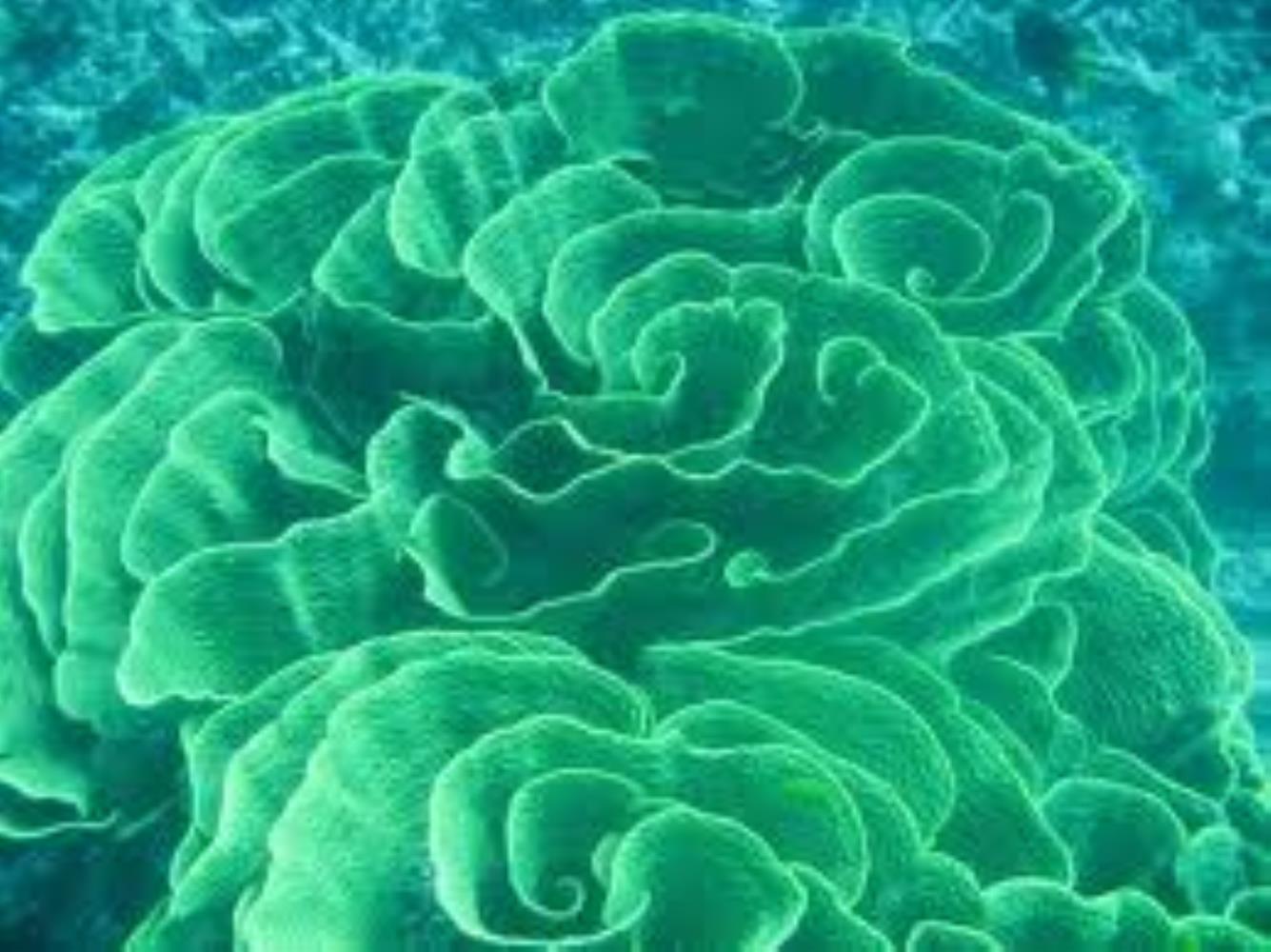 Lettuce Leaf Coral