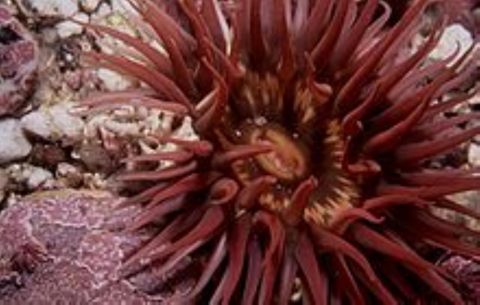 Long-tentacled/Crevice Anemone