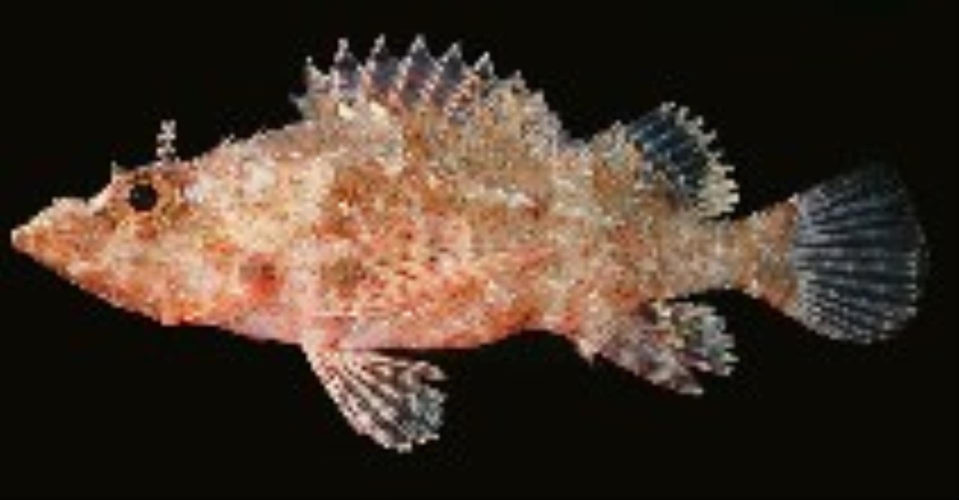 Longfingered Scorpionfish