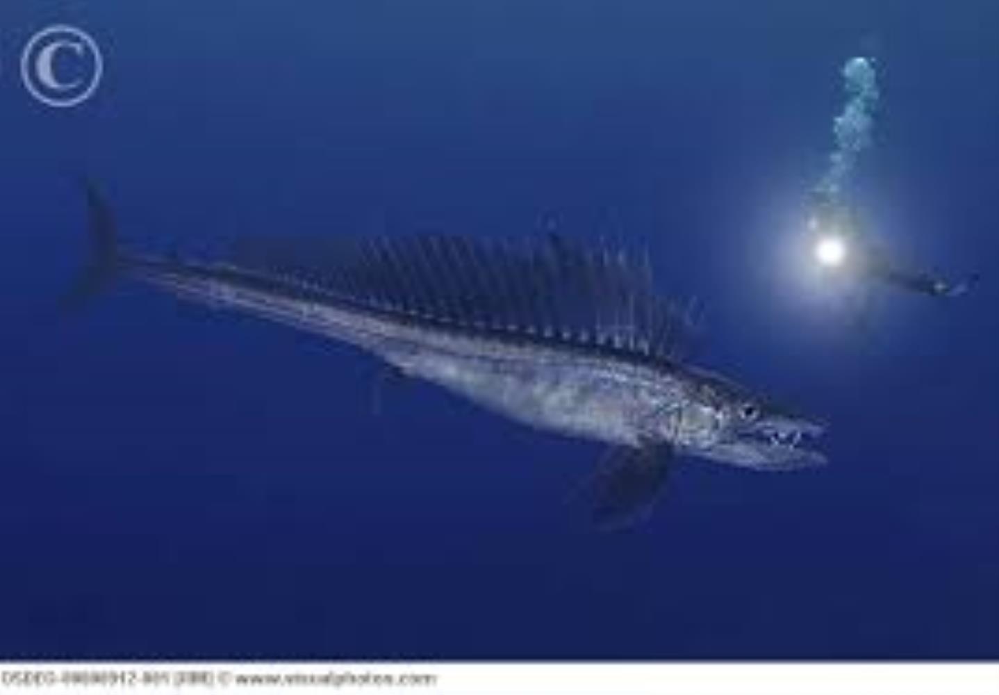 Longnose Lancetfish