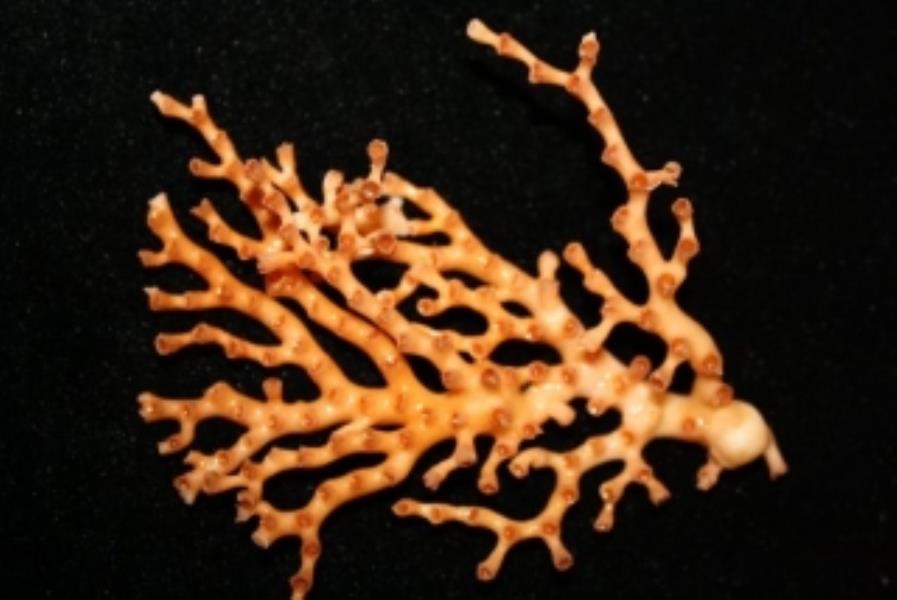 Lophelia Coral