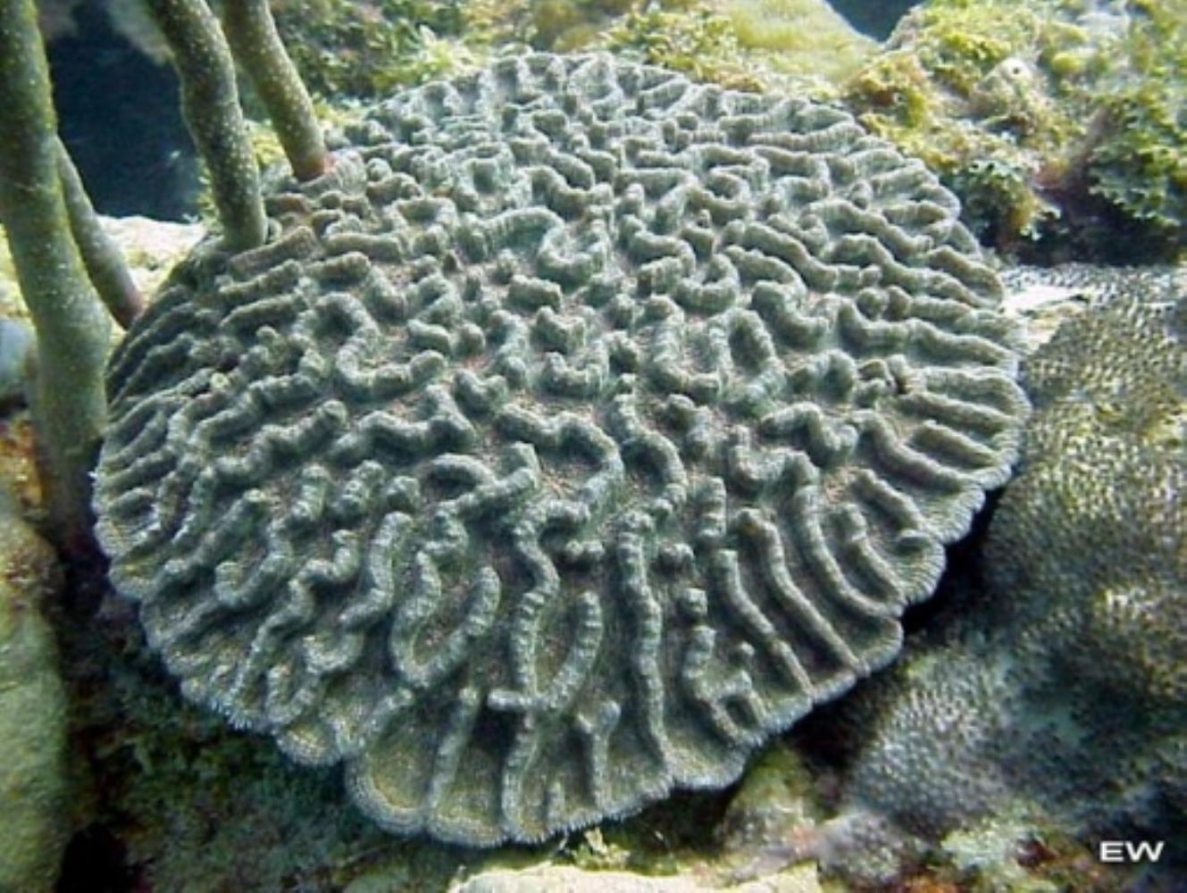 Lowridge Cactus Coral