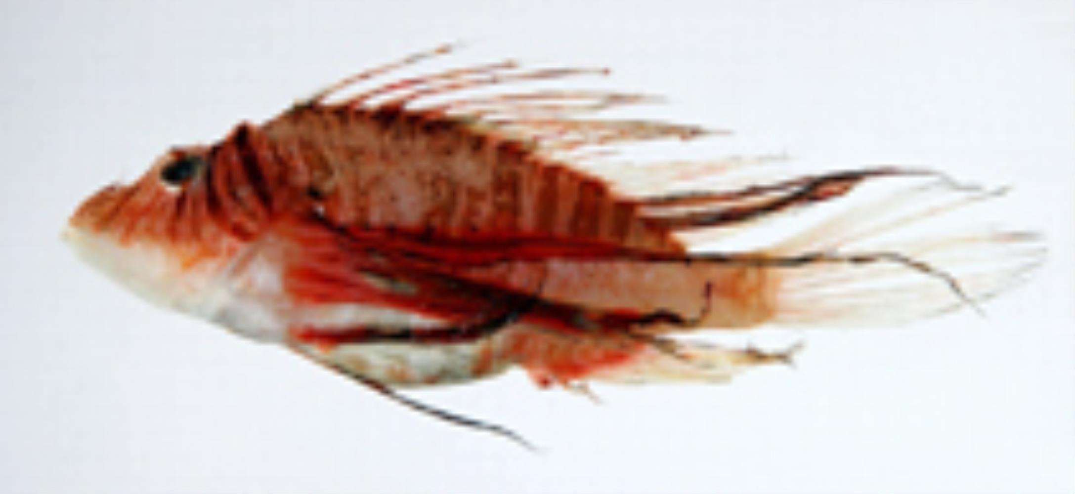 Luna Lionfish