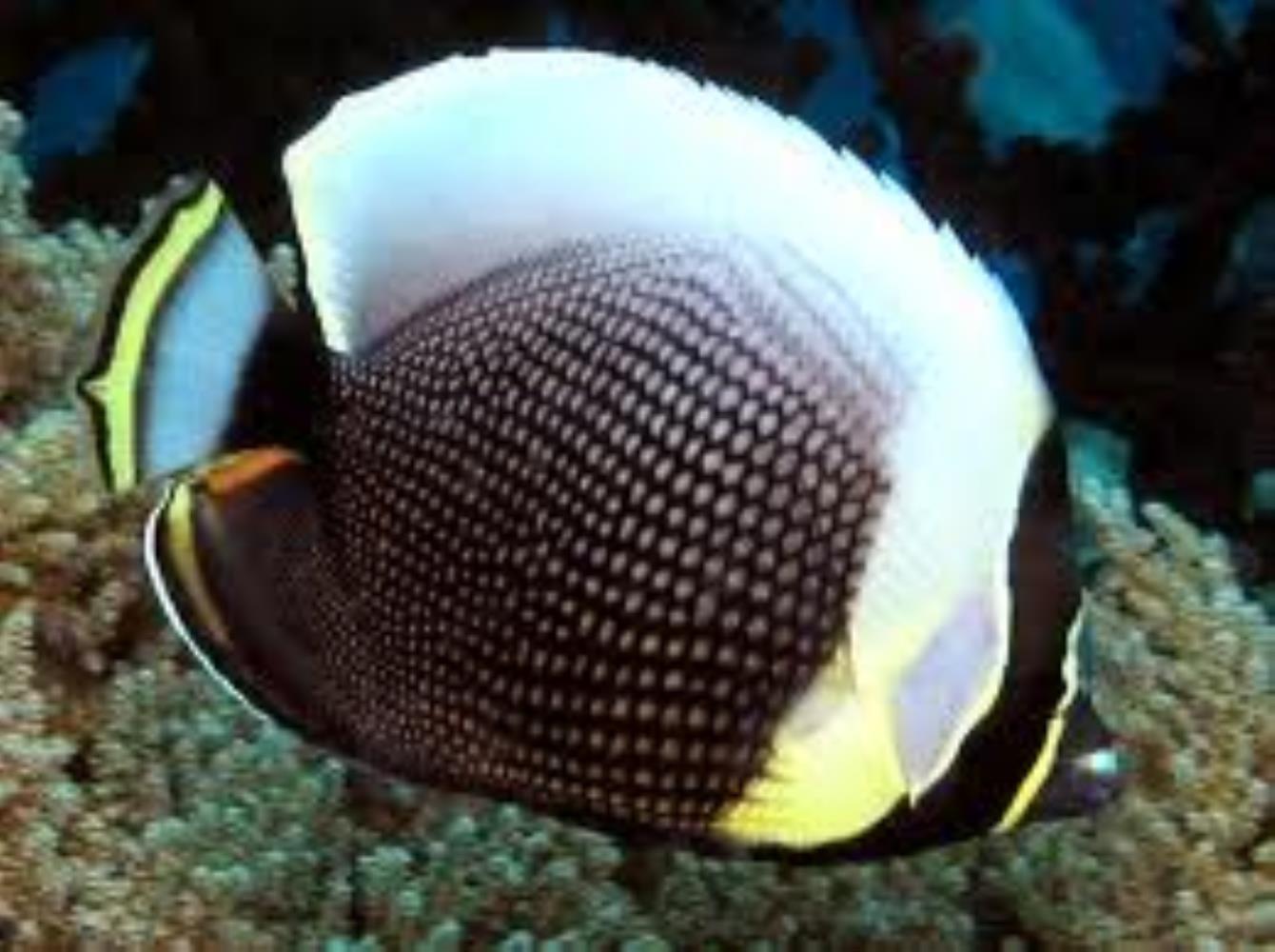 Mailed Butterflyfish