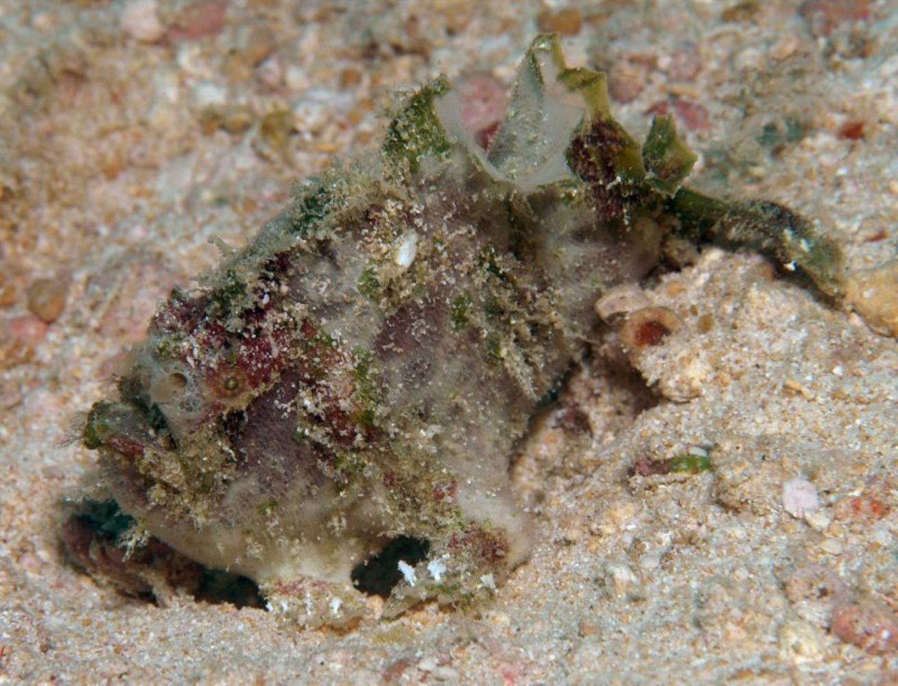 Marble-mouthed Frogfish