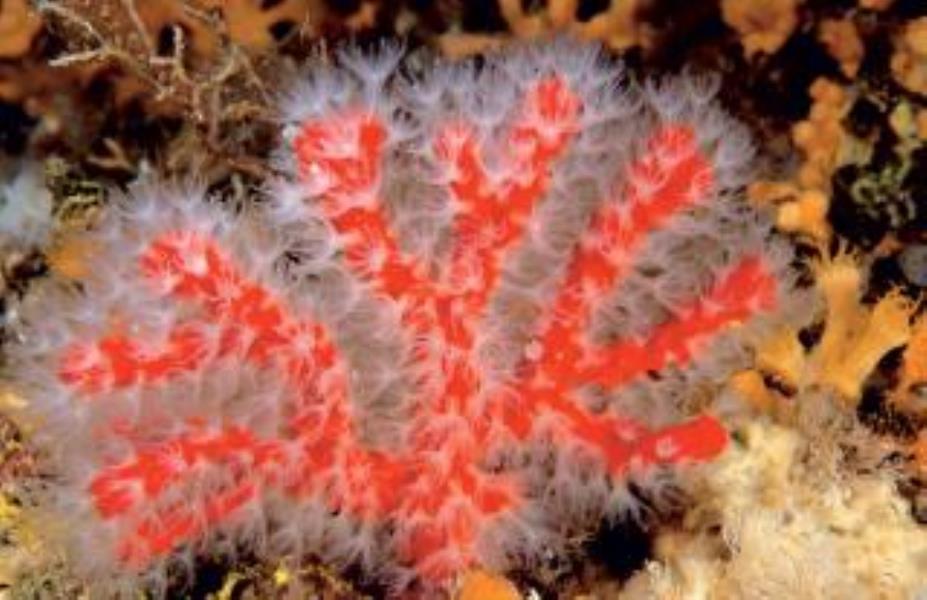 Mediterranean Red Coral