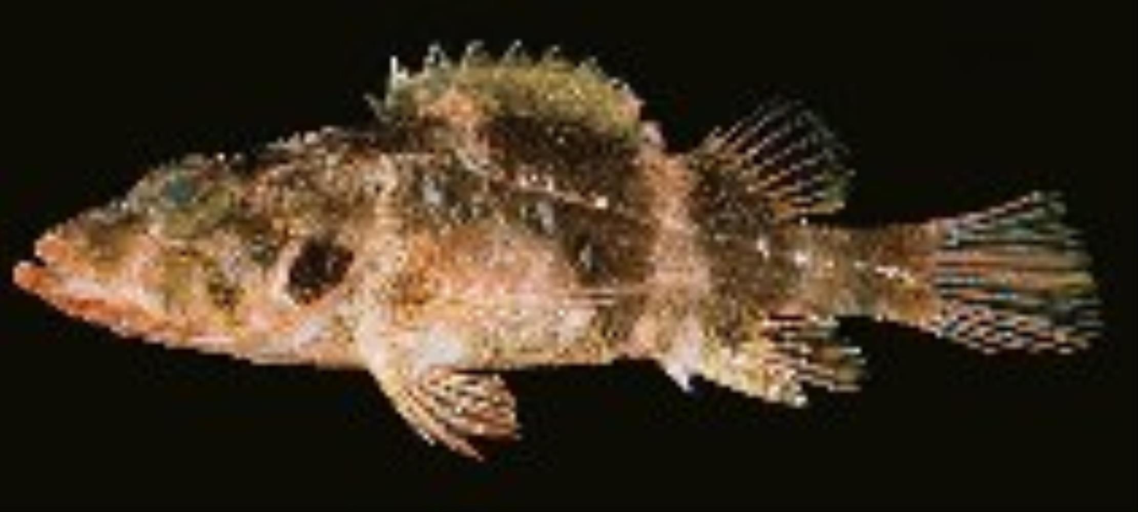Minor Scorpionfish