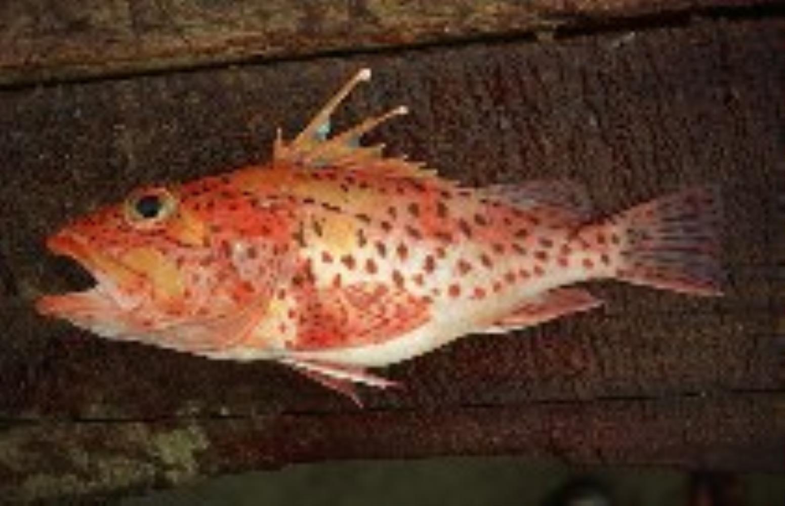 Mottled Scorpionfish