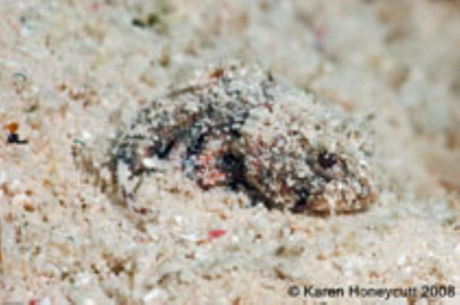 Mushroom Scorpionfish