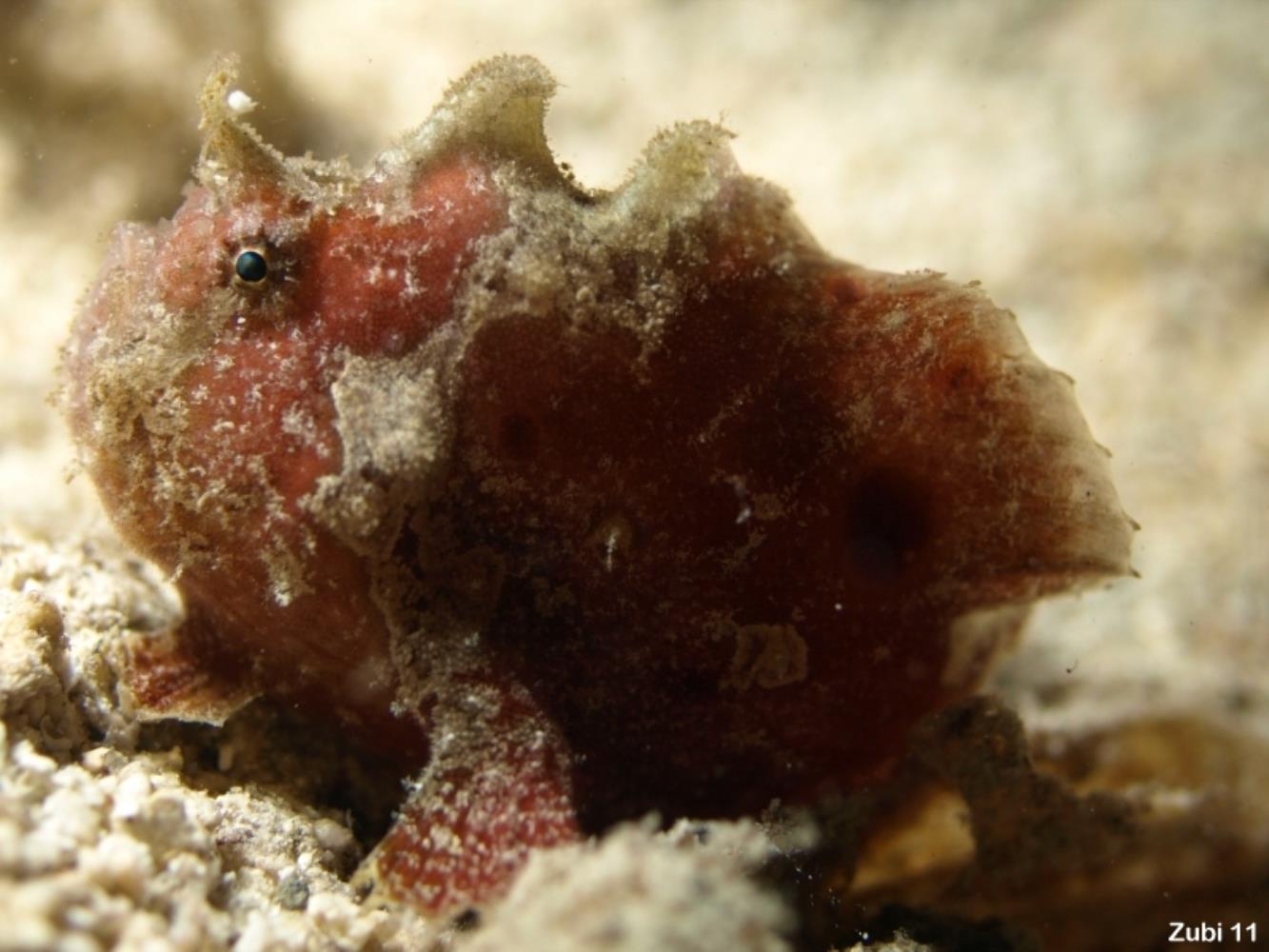 New Guinean Frogfish