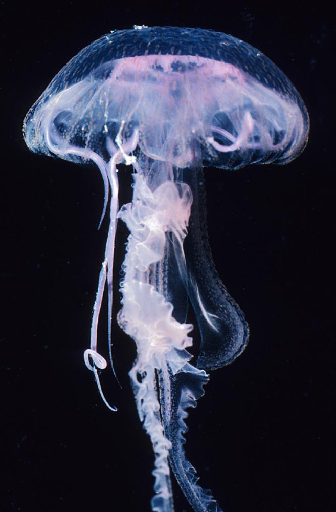 Night-light jellyfish