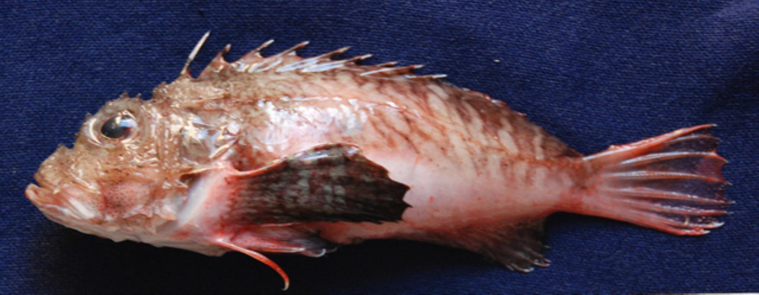 Obliquebanded Stingfish