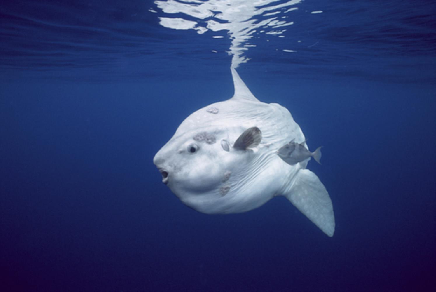 Ocean Sunfish/Mola Mola