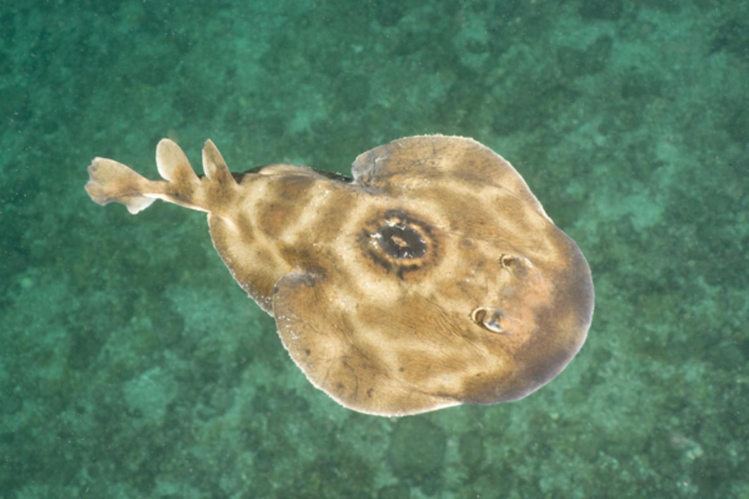Ocellated Electric Ray