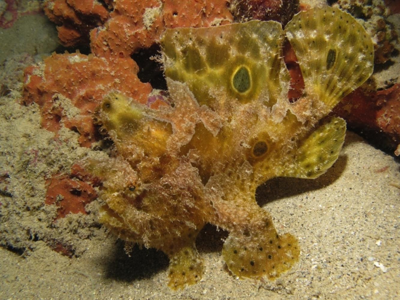 Ocellated frogfish