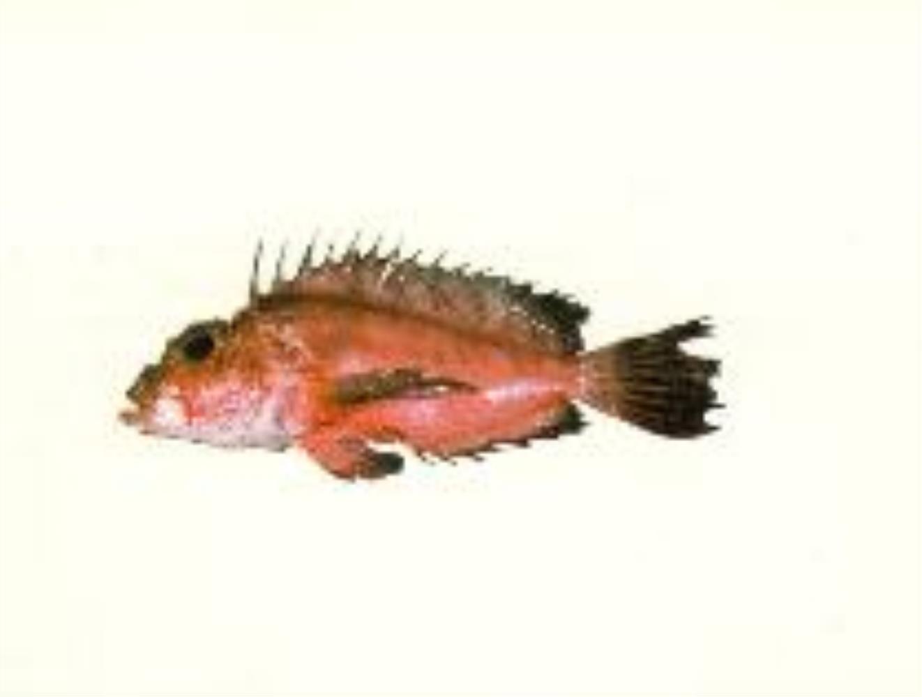 Onestick Stingfish