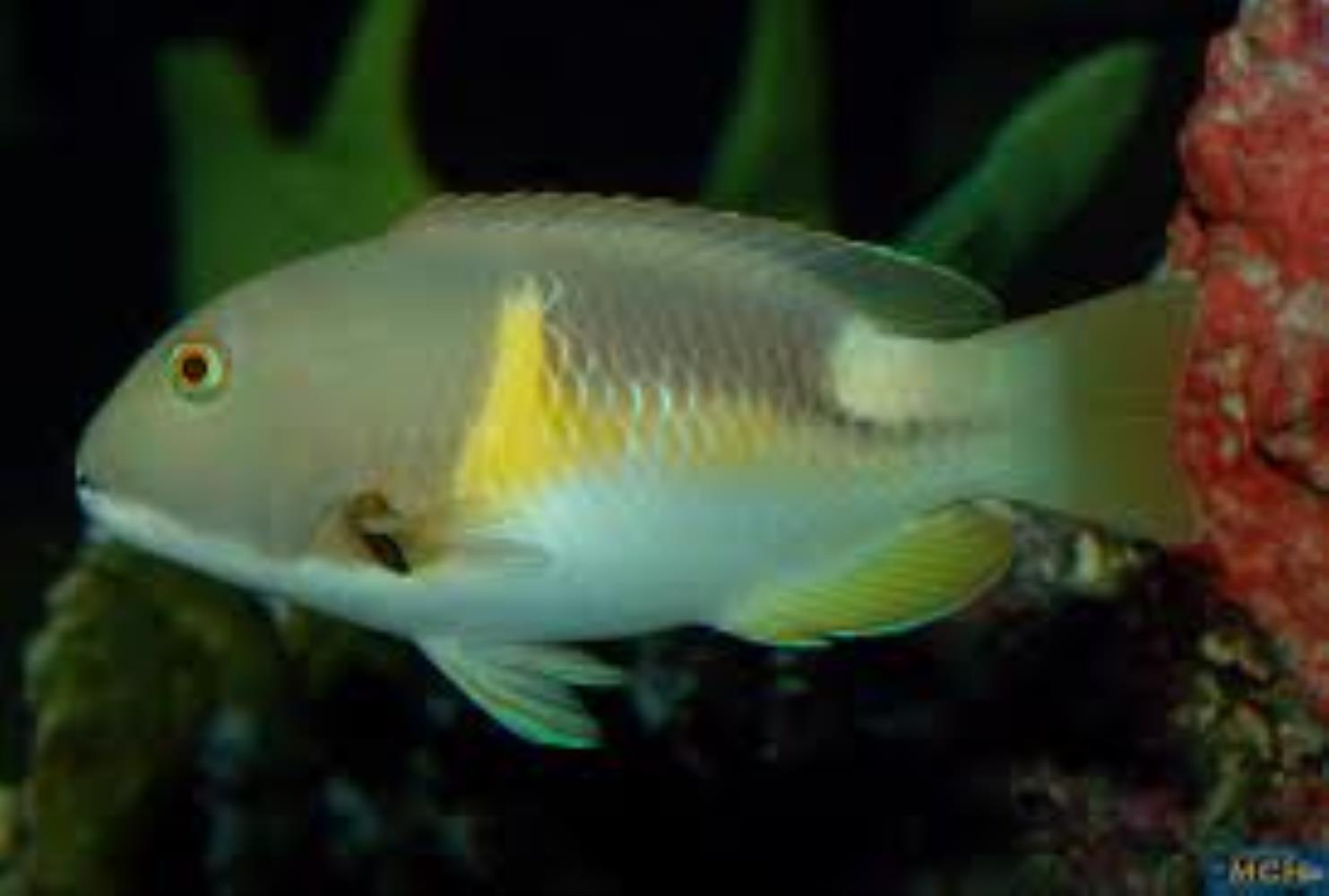 Orange-dotted Tuskfish