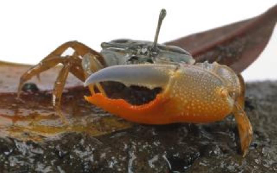 Orange Fiddler Crab