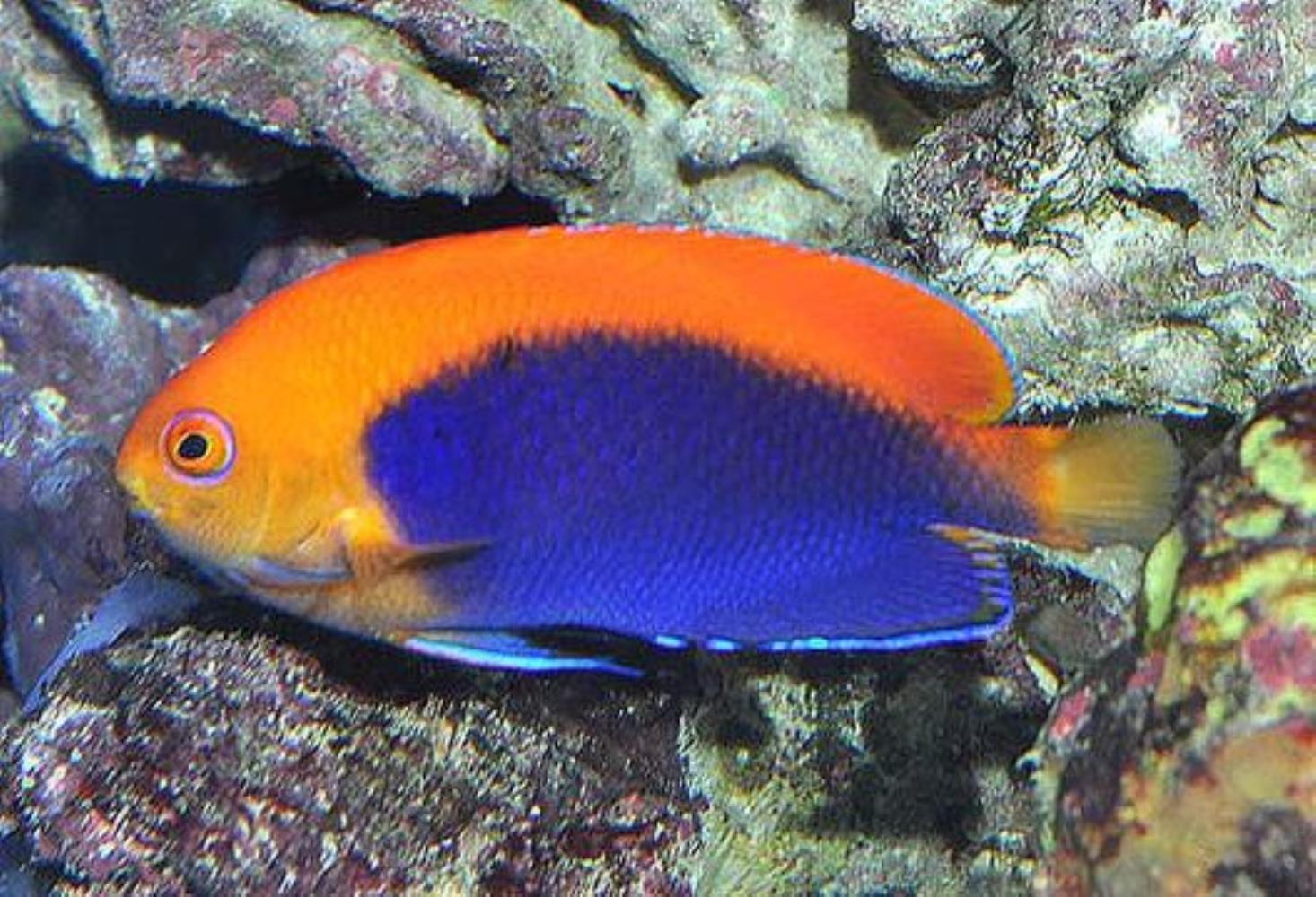 Orangeback Angelfish